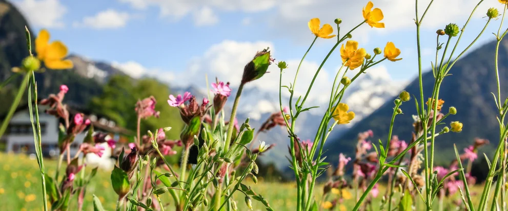 Blumenwiese mit Bergen im Hintergrund