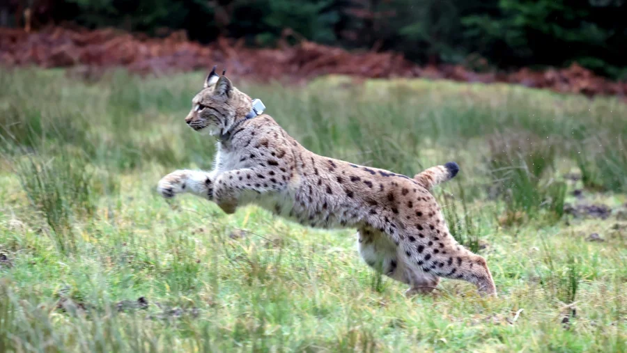 Ein junger Luchs springt in die Freiheit