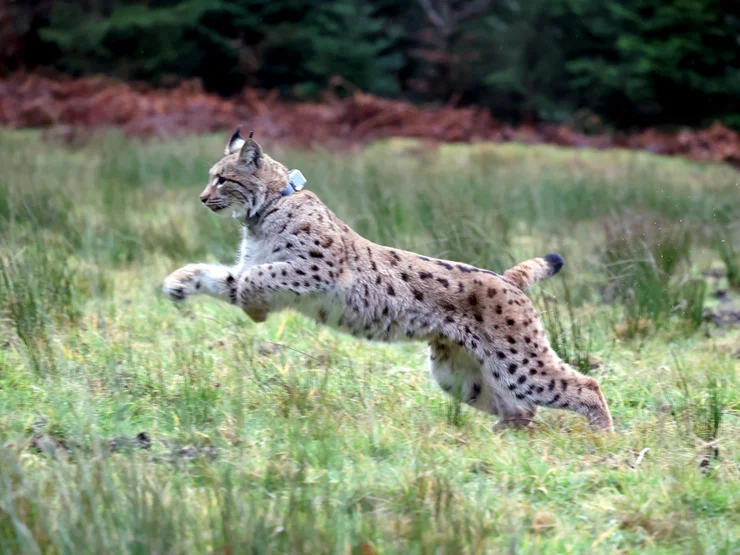 Ein junger Luchs springt in die Freiheit