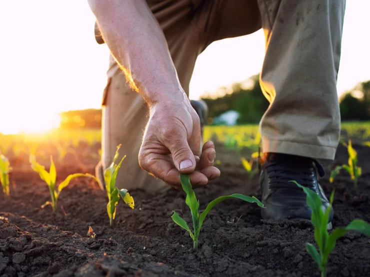 Jungpflanzen, die von einer Person geprüft werden 