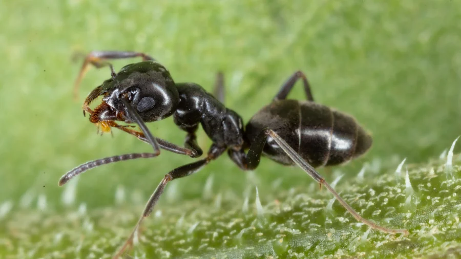 Großaufnahme einer Ameise Tapinoma magnum.