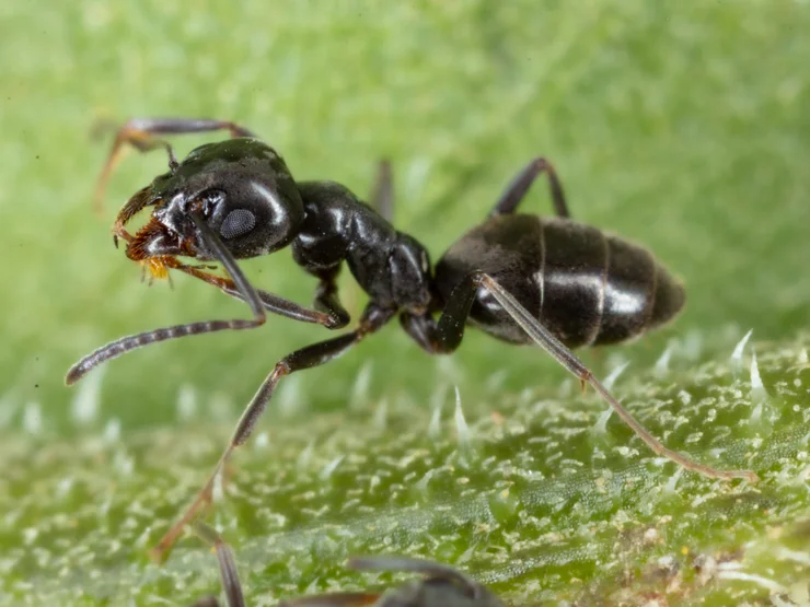Großaufnahme einer Ameise Tapinoma magnum.