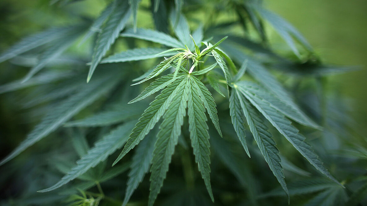 Cannabis 44431570-dpa-oliver berg