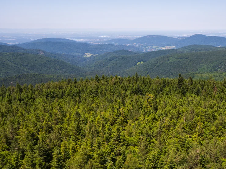 Panoramablick auf den Nationalpark Schwarzwald.