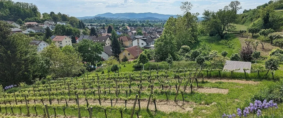 Blick auf Emmendingen