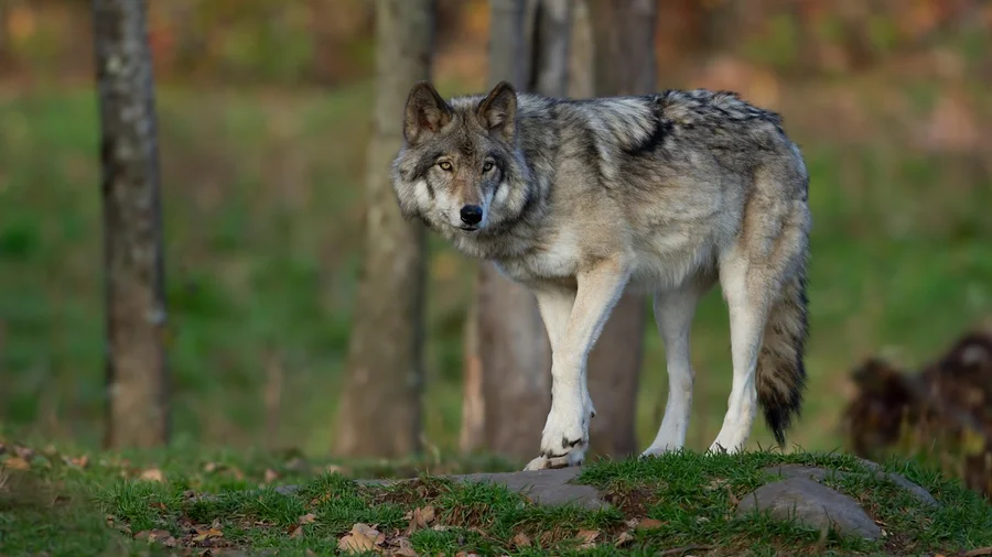 Ein grauer Wolf steht auf einem Stein im Wald