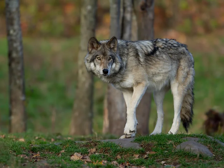 Ein grauer Wolf steht auf einem Stein im Wald