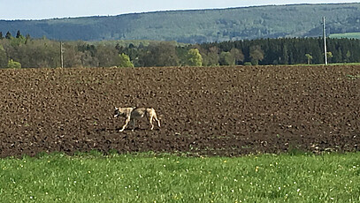 Der erste Wolf nach 150 Jahren in Baden-Württemberg. Quelle: Forstliche Versuchs- und Forschungsanstalt Baden-Württemberg / dpa