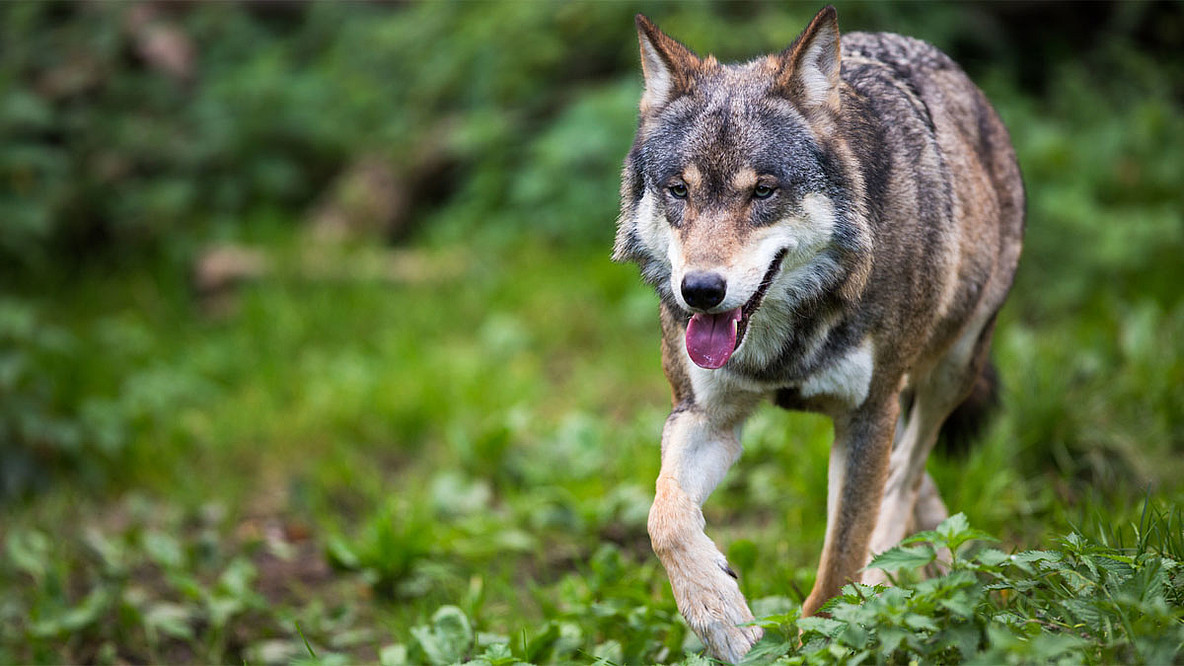 Foto: Wolf in freier Wildbahn: lightpoet / Fotolia.com