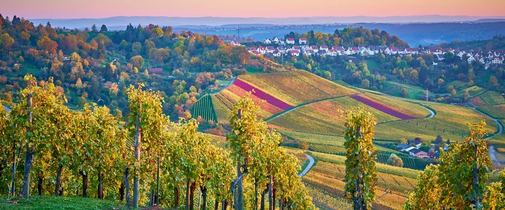 Blick auf Stuttgarter Weinberge