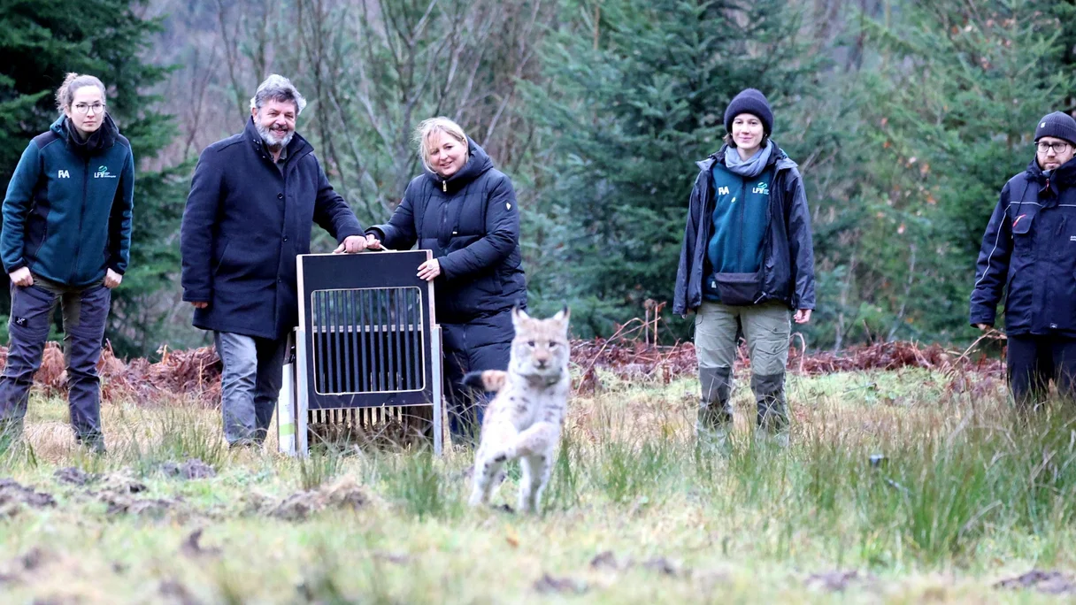 Im Wald stehen Personen, die einen Luchs frei lassen